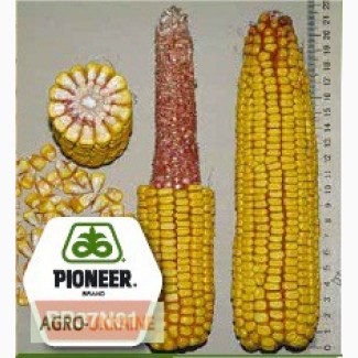 Кукуруза Пионер ПР37Н01