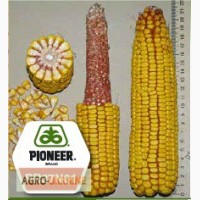 Кукуруза Пионер ПР37Н01