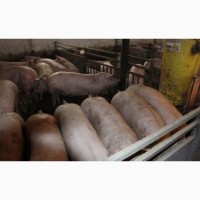 Продажа свиней ландрас пьетрен