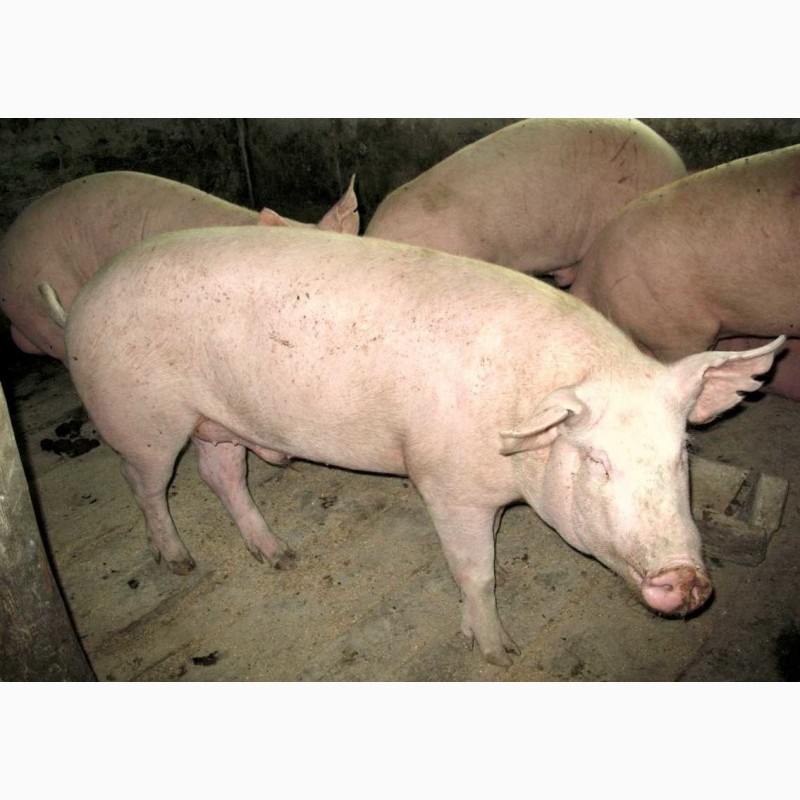 Фото 3. Продажа свиней ландрас пьетрен