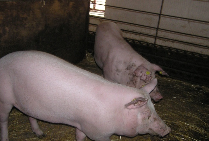 Фото 5. Продажа свиней ландрас пьетрен