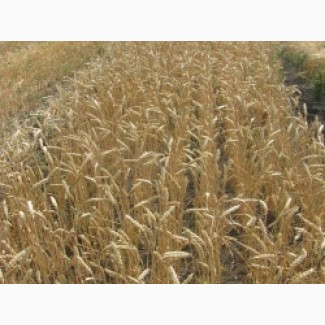 Семена яровой пшеницы Элегия Мироновская