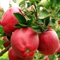 Продам саженцы яблони