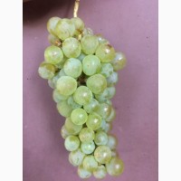 Продам винный белый виноград Шардоне, Совиньон