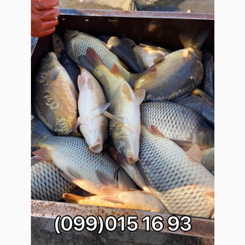 Фото 2. Продажа живой рыбы с пруда