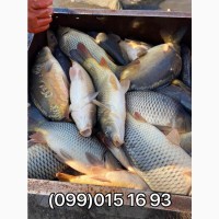 Продажа живой рыбы с пруда