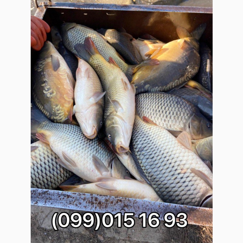 Фото 5. Продажа живой рыбы с пруда