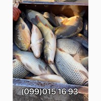 Продажа живой рыбы с пруда