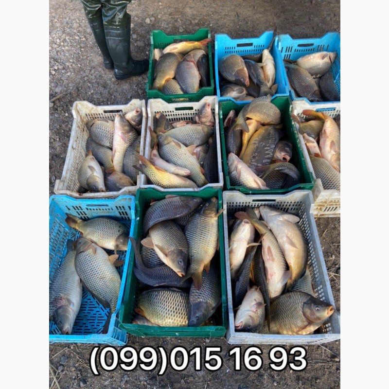 Фото 6. Продажа живой рыбы с пруда