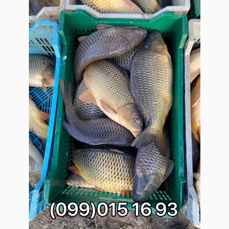 Фото 7. Продажа живой рыбы с пруда