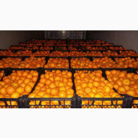 Сочные мандарины от 20 тонн в любую точку России