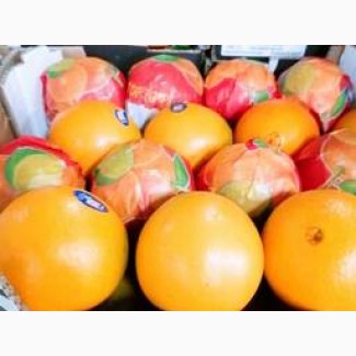 Компания импортёр продаёт апельсин оптом
