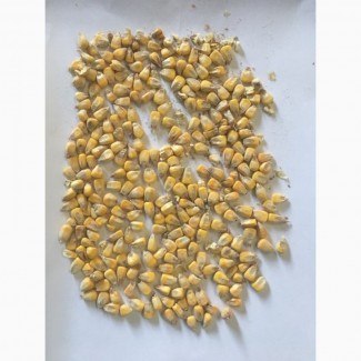 ФГ продає продовольче зерно кукурудзи від виробника з господарства