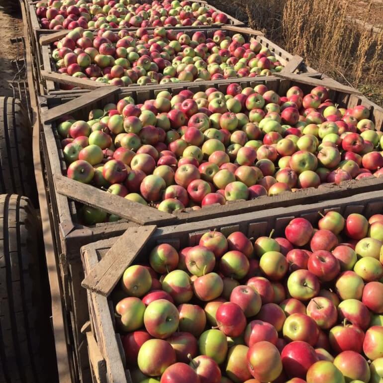Фото 2. Продажа яблока от производителя