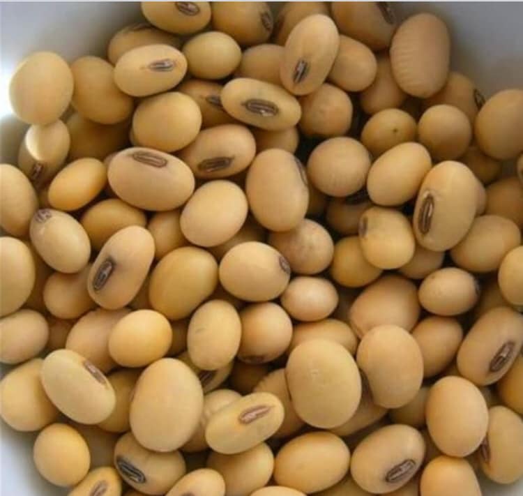 Соевые бобы / соевые бобы без ГМО, семена сои и семена сои