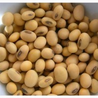 Соевые бобы / соевые бобы без ГМО, семена сои и семена сои
