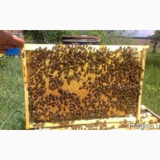 Куплю бджолопакети 600 грн