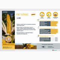 RAGT насіння кукурудзи РЖТ АЛІККС