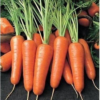 Продаж моркви товарної, висока якість, Хмельницька область