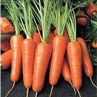 Продаж моркви товарної, висока якість, Хмельницька область