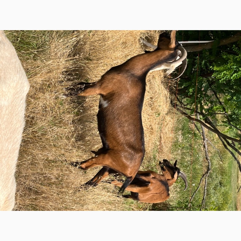 Фото 2. Продам на племя козлика Альпийской породы от высокоудойной козы