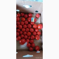 Продам помідори круглий