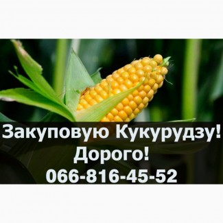 Закуповую в обємах кукурудзу, за найвищими цінами