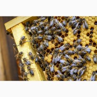 Продам бджолосім#039;ї або бджолопакети