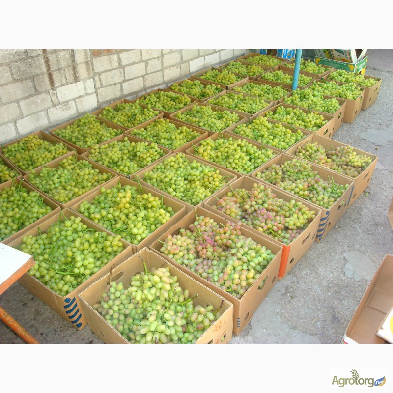Фото 4. Продам виноград оптом столовых сортов