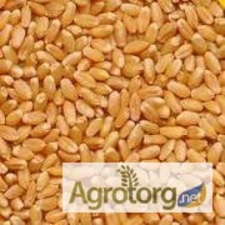 Закупаем пшеницу 2-6 кл., ячмень и др. зерновые и масличные