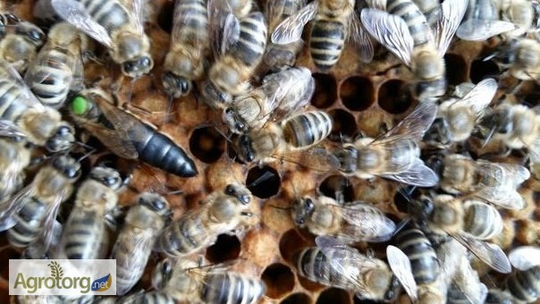 Бджоломатки (пчеломатки) породи Карпатка, 2020р