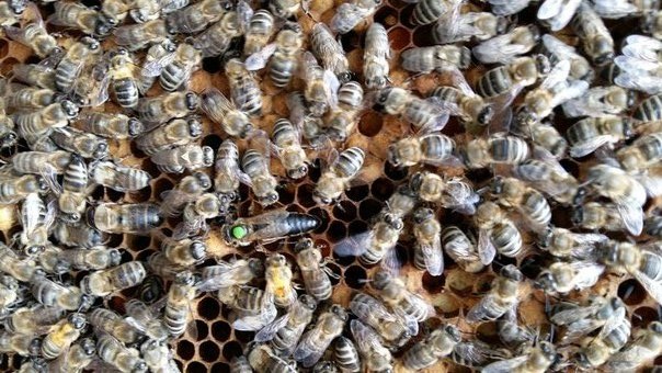 Фото 2. Бджоломатки (пчеломатки) породи Карпатка, 2020р