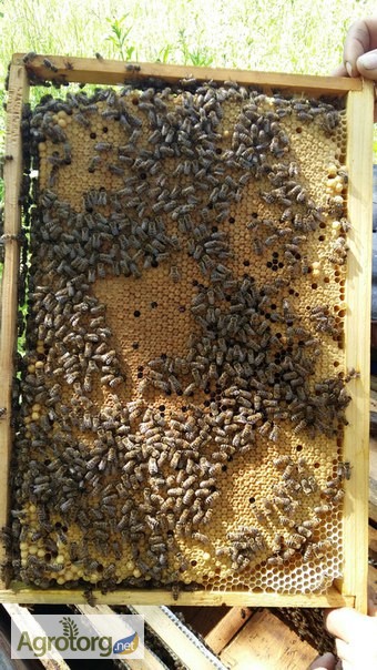 Фото 4. Бджоломатки (пчеломатки) породи Карпатка, 2020р