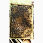 Бджоломатки (пчеломатки) породи Карпатка, 2020р