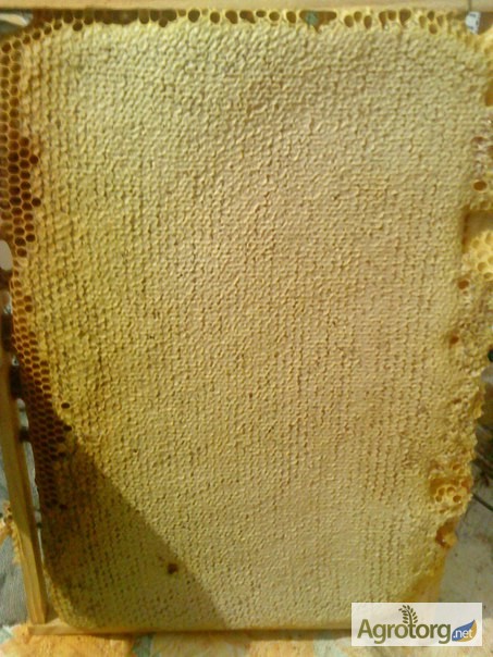 Фото 3. Бджоломатки (пчеломатки) породи Карпатка, 2020р