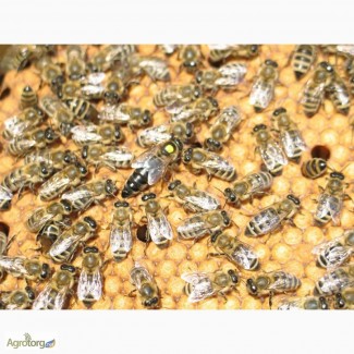 Продаём чистопородные плодные пчеломатки карпатских пчел