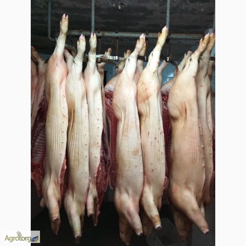 Фото 2. М ясо свинини в напівтушах оптом