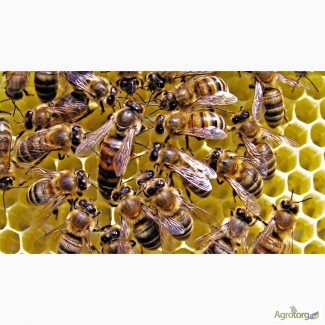 Продам бджолопакети.Вінницька область