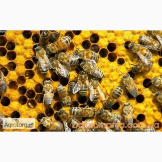 Продам бджолосім#039;ї з вуликами, дещево