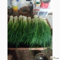 Продам зелень лука в Днепре