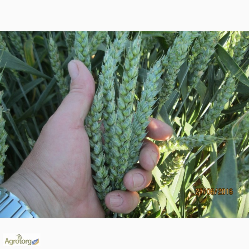Фото 3. Посівна Озима пшениця ГЛАУКУС (Штрубе, Німеччина) - для інтенсивної технології вирощування