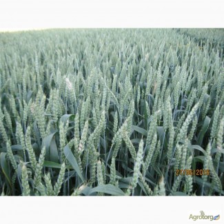 Посівна Озима пшениця ГЛАУКУС (Штрубе, Німеччина) - для інтенсивної технології вирощування