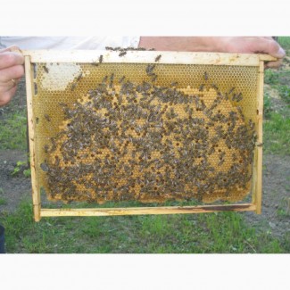 Продам 80 бджолопакетів карпатської породи з власної пасіки на 4 рамки дадан