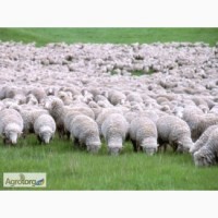 Куплю овец породы меринос и романовские