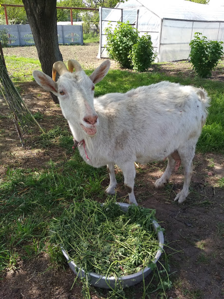 Фото 2. Продам Зааненскую дойную козу