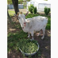 Продам Зааненскую дойную козу