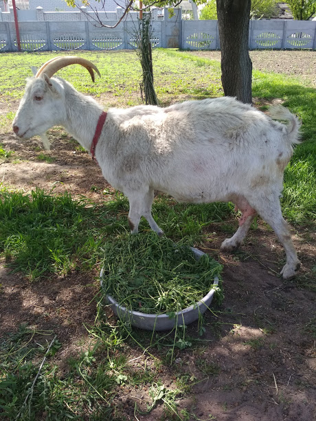 Фото 3. Продам Зааненскую дойную козу