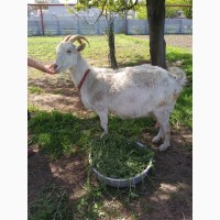 Продам Зааненскую дойную козу