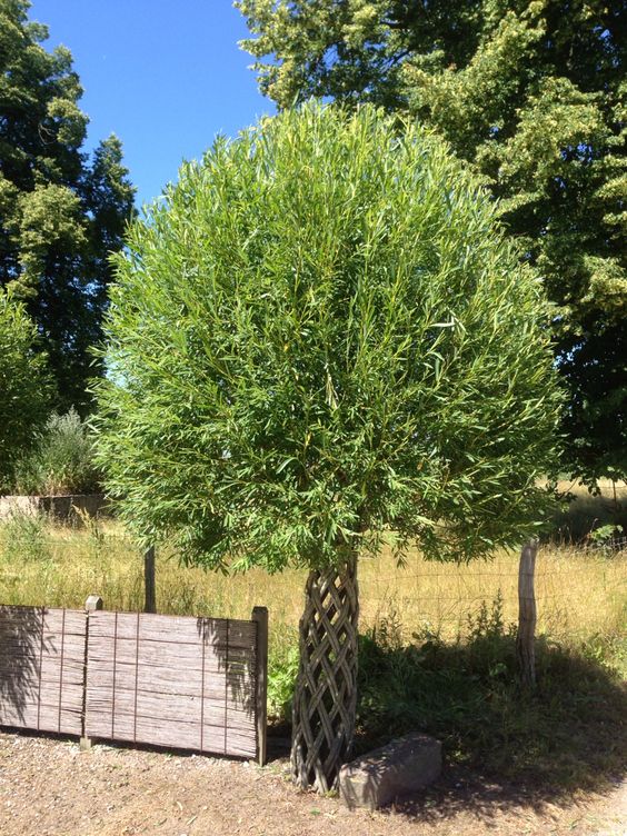 Фото 7. Живе плетене дерево Зелена Корона (датське коріння)
