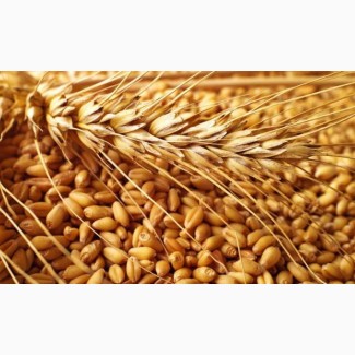 Велика компанія закуповує пшеницю